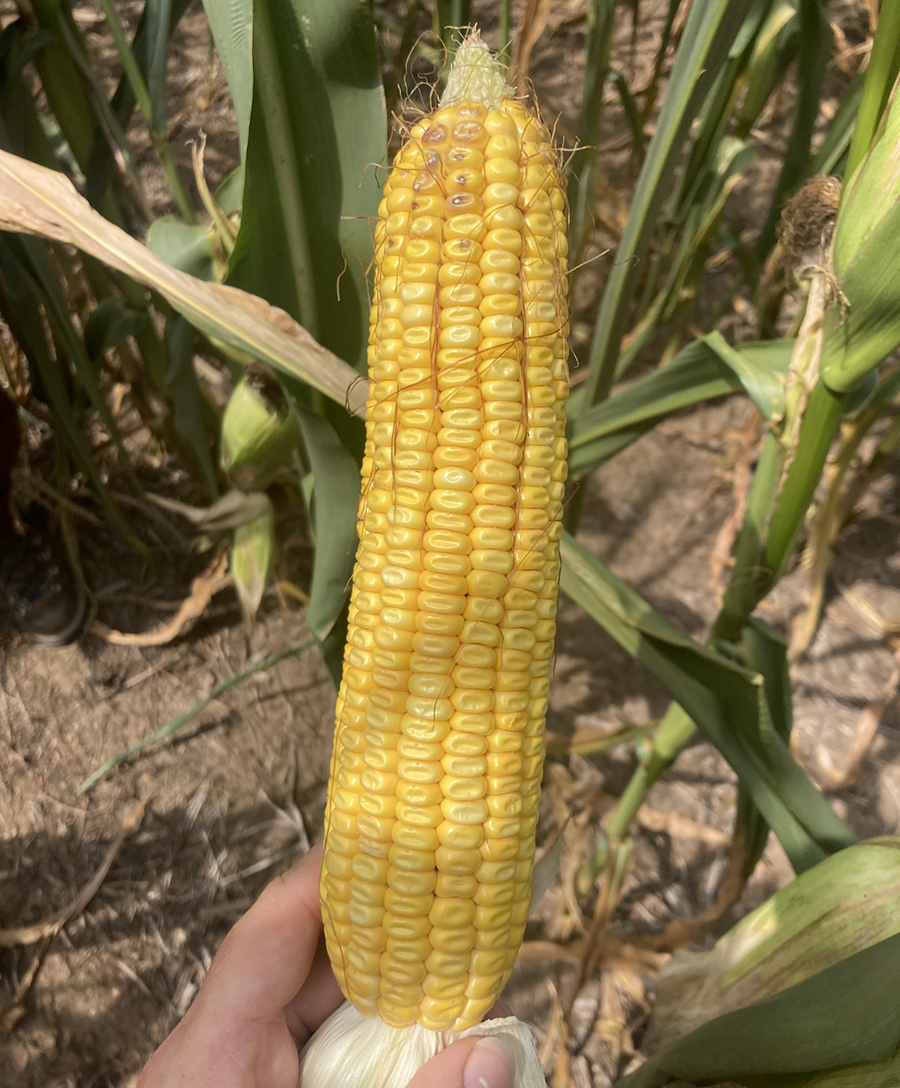 25 corn R5 dent WEB NR.jpg